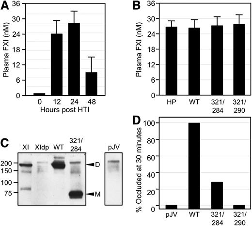 Figure 3. FeCl3-induced carotid artery occlusion in fXI-deficient mice expressing human fXI. (A) FXI−/− mice underwent HTI with human fXIWT cDNA in expression vector pJVCMV. Shown are concentrations of human fXI in mouse plasma at various times post-HTI. (B) Concentrations of fXI levels in plasma from fXI−/− mice 24 hours post-HTI with constructs for human fXIWT (WT), fXIC321S,L284A (321/284), or fXIC321S,I290A (321/290). Normal human plasma is shown for comparison. For panels A and B, error bars represent 1 standard deviation. (C) Western blot of mouse plasmas 24 hours post-HTI with constructs for human fXIWT, fXIC321S,L284A, or empty vector control (pJV). A sample of pure human fXI (XI) and a sample of fXI-deficient mouse plasma (XIdp) are shown for comparison. Positions of molecular mass standard (kDa) are shown at the left of the blot. Positions for fXI dimer (D) and monomer (M) are indicated on the right. (D) Groups of 10 fXI−/− mice underwent HTI with constructs for fXIWT, fXIC321S,L284A, fXIC321S,I290A, or empty vector control (pJV). Twenty-four hours later, the animals were tested in a carotid artery thrombosis model in which thrombus formation is induced by exposing the vessel to 3.5% FeCl3. Each bar indicates the percent of mice in each group with occluded arteries 30 minutes after applying FeCl3. Plasma fXI levels of the mice in this study are shown in panel B.