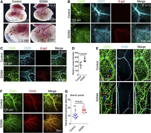 Figure 1. Endothelial expression of RAF1S259A causes defective arterial morphogenesis. (A) Dark field images of posterior E12.5 yolk sacs with embryo inside. Higher magnification images of the areas highlighted in the square are shown in the lower panels. Posterior vitelline arteries (a) and veins (v) are indicated with arrows. Bar represents 2 mm. (B-C) Whole mount immunofluorescent staining of E12.5 yolk sacs. Arteries are stained with the arterial marker CX40. Bars represent 100 μm (B) and 50 μm (C). (D) Quantification of posterior vitelline artery size as shown in (C). The diameter of the 2 major branches of posterior vitelline arteries in each yolk sac was quantified and averaged to represent that of 1 embryo. Mean ± SEM. n = 5 embryos. (E) Whole mount immunofluorescent staining of E14.5 skin. Bar represents 100 μm. a, artery; v, vein. (F) Whole mount immunofluorescent staining of E14.5 skin. Bar represents 100 μm. (G) Quantitative analysis of arterial branching in skin of E14.5 embryos as shown in (F). Branch points of 4 major artery trees in each dorsal skin of an embryo were counted and averaged to represent that of one artery tree. Mean ± SEM. Control, n = 14 embryos; S259A, n = 13 embryos.