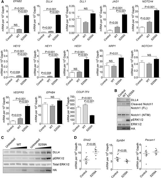 Figure 2. RAF1S259A induces expression of the entire embryonic arteriogenic program. (A) qPCR of indicated genes in HUVECs infected with empty control, WT HA-RAF1 or HA-RAF1S259A (S259A) lentiviruses. Mean ± SEM. n = 3. (B) Immunoblot of control, RAF1 WT, and S259A lentivirus-infected HUVECs. (C) Immunoblot of RAF1 WT and S259A adenoviruses-infected HUVECs. (D) qPCR of E10.5 yolk sacs. Control, n = 10 embryos; S259A, n = 6 embryos. Mean ± SEM. HA, hemagglutinin; mRNA, messenger RNA; NS, not significant.