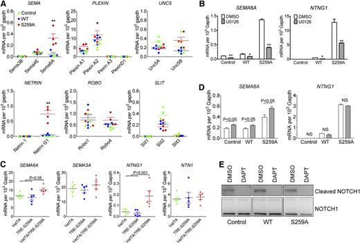 Figure 4. RAF1S259A induces SEMA6A and NTNG1 expression. (A) qPCR analysis of guidance signaling pathways in HUVECs infected with control, WT RAF1, or RAF1S259A lentiviruses. Data represent mean ± SEM of 4 independent experiments. *P < .05; **P < .01. (B) Effect of MEK and PI3K inhibition on SEMA6A and NTNG1 expression. HUVEC transduced with control, WT RAF1, or RAF1S259A lentiviruses were treated with DMSO, MEK inhibitor U0126 (10 mM) for 24 hours. Gene expression was assessed by qPCR. Data represent mean ± SEM of 3 independent experiments. (C) qPCR analysis of guidance signaling pathways in primary ECs isolated from E12.5 embryos. n = 5 embryos. (D) Effect of NOTCH inhibition on SEMA6A and NTNG1 gene expression was assessed by qPCR. HUVECs transduced with control, WT RAF1, or RAF1S259A lentiviruses were treated with DMSO or DAPT for 24 hours. Data represent mean ± SEM of 3 independent experiments. (E) Immunoblot of HUVECs treated with DAPT.