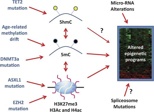 Figure 1. Origin of aberrant epigenetic programs in MDS. MDS carries an altered epigenome that results in stable gene expression changes represented by a heatmap on the right side of the figure. These can be influenced by DNA methylation (5mC) and histone code posttranslational modifications such as histone H3 lysine 27 trimethylation (H3K27me3) and acetylation (Ac) of multiple residues on histone H3 and H4. Cytosine hydroxymethylation (5hmC) influences 5mC content and may have direct effects on gene expression (arrow with a question mark). There are also complex correlations between DNA methylation and histone modifications. Molecularly, 5hmC can be altered by TET2 mutations, 5mC is altered by age-related drift and possibly by DNMT3a mutations, and H3K27me3 is potentially influenced by ASXL1 and EZH2 mutations. However, the precise links between TET2 mutations, DNMT3a mutations, and DNA methylation in MDS remain somewhat uncertain (illustrated by dotted lines). Changes in micro-RNA expression (due to genetic or epigenetic lesions) also influence the final gene expression patterns and it is possible (though speculative) that spliceosome mutations also do this. It remains unclear how much of the final MDS gene expression patterns are driven by the described epigenetic alterations, and the heterogeneity of the disease implies that these mechanisms may be more important in some cases than in others.