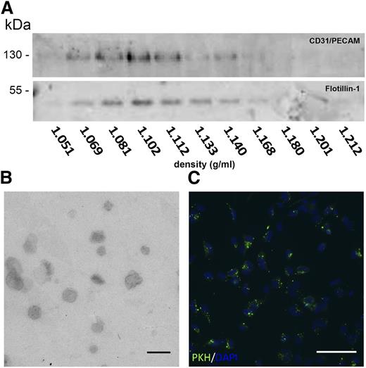 Figure 1. Isolation of HMEC exosomes. (A) Immunoblots of sucrose gradient samples for the endothelial marker CD31/PECAM-1 (upper panel) and exosome marker flotillin-1 (lower panel) are shown. (B) Transmission electron microscopic analysis of exosomes is shown. Bar represents 250 nm. (C) Endothelial cells after 2 hours of incubation with PKH67 fluorescently labeled exosomes are shown (PKH67 in green, DAPI in blue). Bar represents 50 μm. Images were recorded at RT on an Olympus CX60 microscope using an Olympus UPlan Fl 20×/0.05 objective lens that was coupled to an Olympus DP71 camera operated using CellP software. Brightness was enhanced using Adobe Photoshop software.