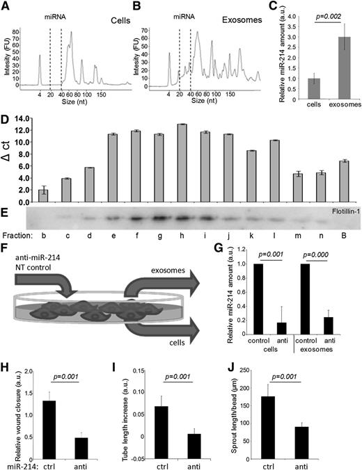 Figure 3. Exosomal miR-214 induces migration and angiogenesis in vitro. Bioanalyzer profiles of small RNA from (A) cells and (B) exosomes are shown with miRNA indicated. (C) qPCR analysis of miR-214 in endothelial cells and exosomes is shown relative to RNU19 (relative to cell content, n = 6 ± SD, Student t test). (D) miR-214 analysis on RNA from sucrose density gradient fractions is shown. Ct values were subtracted from the fraction showing the highest Ct value (fraction a: Ct = 39.49; B, bottom fraction). (E) Western blot detected flotillin-1 in the corresponding sucrose density gradient fractions; B, bottom fraction. (F) This schematic overview shows the procedure for generating anti–miR-214 and control miR-214 cells and exosomes. The graph shows (G) qPCR analysis of miR-214 content in anti–miR-214 and control-miR-214 cells and exosomes. (Values are plotted relative to samples from cells that were transfected with NT negative control RNA (n = 4 ± SD, Student t test). Quantification of (H) migration (n = 5, ± SD, Student t test), (I) angiogenesis (n = 5, ± SD, Student t test), and (J) sprouting assays (n = 3, ± SD, Student t test) in which endothelial cells were treated with anti–miR-214 or control miR-214 exosomes.