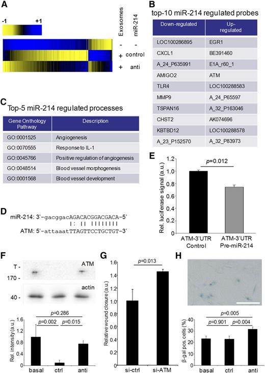 Figure 4. Gene expression analysis of exosomal miR-214 effects on recipient endothelial cells. (A) Gene expression analysis was performed on endothelial cells exposed to control miR-214 or anti–miR-214 exosomes relative to endothelial cells that were incubated in the absence of purified exosomes and are presented in a heat map displaying genes that were upregulated (blue) or downregulated (yellow). (B) The list identifies the top 10 downregulated and upregulated probes in recipient cells treated with anti–miR-214 exosomes compared with cells subjected to control miR-214 exosomes. (C) The list identifies the top 5 biological processes (with accompanying GO terms) in recipient cells regulated by exosomal miR-214. (D) The predicted miR-214 seed sequence in the ATM 3′UTR region is shown. (E) The graph shows the results of miR-214 ATM luciferase reporter assay (n = 3, Student t test). (F) ATM protein levels in lysates from cells incubated either without (basal) or with control miR-214 (ctrl) or anti–miR-214 exosomes (anti) were determined by immunoblotting (upper panel; T, top of gel; 170 indicates MW of the highest MW marker band), and quantitation using β-actin was used as a loading control (n = 3, ± SD, ANOVA). (G) Quantitation of a migration assay with cells transfected with control or ATM-siRNA is shown (n = 3, ± SD, Student t test). (H) β-galactosidase staining (upper panel) was used to quantify the percentage of senescent cells (lower panel; n = 4, ± SD, ANOVA).