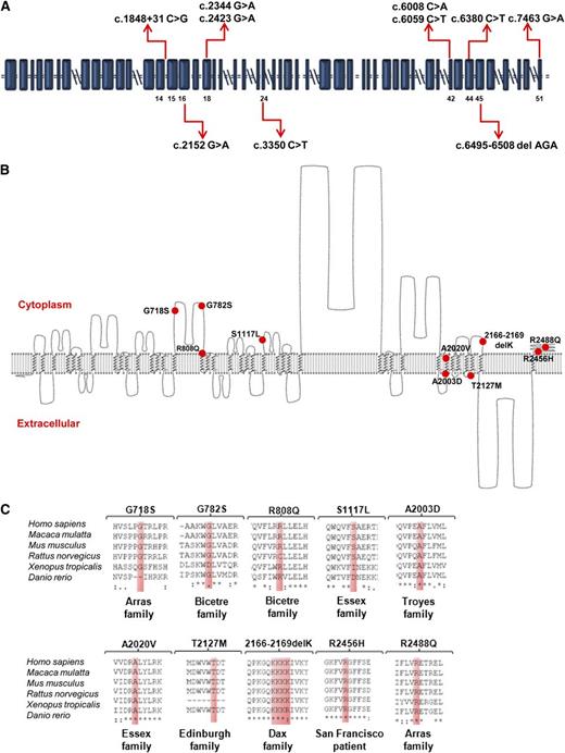 Figure 1. Mutational analysis. (A) Schematic representation of PIEZO1 (blue squares, exons; horizontal double lines, introns; double slashes, large introns); red arrows indicate exonic positions of the nucleotides mutated in the 7 families in whom DHSt was previously mapped to chromosome 16q. (B) A 2-dimensional (2D) hydropathy profile of human PIEZO1 protein. The transmembrane regions of PIEZO1 (UniProt accession Q92508) predicted by TMHMM were displayed using TMRPres2D. Red circles mark approximate locations of DHSt-associated missense mutations. (C) Evolutionary conservation of the residues mutated in our DHSt patients (red-shaded boxes) among the species indicated at left.