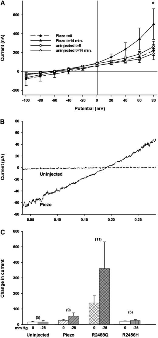 Figure 5. PIEZO1 expressed in Xenopus oocytes confers increased current elicited by hypotonic medium and negative pressure activates currents in on-cell membrane patches of WT PIEZO1 and mutant R2488Q. (A) Current-voltage relationship of 2-electrode voltage clamp records from uninjected oocytes or oocytes previously injected with cRNA encoding PIEZO1, before and 14 minutes after bath change to a slightly hypotonic solution (ND-96 diluted 20% with distilled water). (B) On-cell patches were established on surface membranes of uninjected Xenopus oocytes or oocytes previously injected with cRNA encoding WT PIEZO1 or mutants R2488Q or R2456H. Currents were recorded during 250-msec voltage ramps between −100 mV and +100 mV. Representative traces from an uninjected oocyte and an oocyte expressing WT PIEZO1 during pipet application of −25 mm Hg hydrostatic pressure. (C) Bar graph of the magnitidue of the current differences between values recorded at −100 and +100 mV in on-cell patches from (n) uninjected oocytes or oocytes previously injected with cRNAs encoding WT PIEZO1 or the indicated mutants, in voltage ramp experiments such as shown in panel A. At −25 mm hydrostatic pressure, uninjected oocytes differed from oocytes expressing WT PIEZO1 or mutant R2488Q, but not from mutant R2456H (P < .05, Kruskal-Wallis ANOVA with the Dunn post-test).