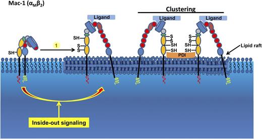 Working model of the role of PDI in the function of the β2-integrin Mac-1 on neutrophils. The neutrophil β2-integrin Mac-1 is shown in different activation states. The nonactivated state on the left side contains free thiols. Agonist-induced stimulation induces cytoplasmic events leading to inside-out signaling and the interaction of Mac-1 with its ligands. Mac-1 is modified by PDI. During neutrophil activation, sulfhydryls are generated in the αM subunit of Mac-1, leading to Mac-1 clustering. S, sulfur; SH, thiol.