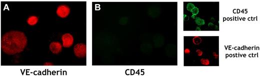 Figure 4. Representative example of immunofluorescent analysis of cultured ECs from splenic MNCs of patient number 6. ECs were detached from the culture dish, cytospun onto a glass slide, and stained with PE-conjugated anti–VE-cadherin mAb (red; A) and with FITC-conjugated anti-CD45 mAb (green; B). MNCs from the peripheral blood of a healthy subject were used as a positive control for CD45 detection, and ECs derived from ECFCs obtained from a healthy subject were used as a positive control for VE-cadherin detection. Original magnification was 250×.