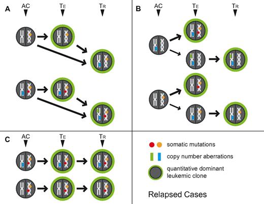 Figure 2. Schema of clonal relatedness in AML cases (paired enrollment and relapse samples) inferred from genomic profiling data. The quantitatively dominant clone as detected at the time of analysis is circled in green. AC: inferred antecedent clone. TE: enrollment sample, TR: paired relapse sample. Arrows indicate possible routes of clonal evolution. Circles indicate gene mutations, rectangles indicate aCNA or cnLOH.