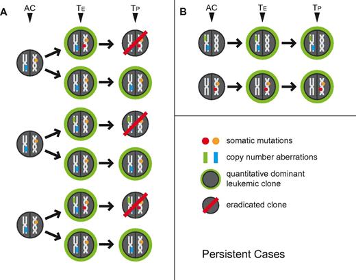 Figure 3. Schema of clonal relatedness in AML cases (paired enrollment and persistent disease samples) inferred from genomic profiling data. The quantitatively dominant clone as detected at the time of analysis is circled in green. AC: inferred antecedent clone. TE: enrollment sample, TP: paired persistent disease sample. Arrows indicate possible routes of clonal evolution. Circles indicate gene mutations, rectangles indicate aCNA or cnLOH.