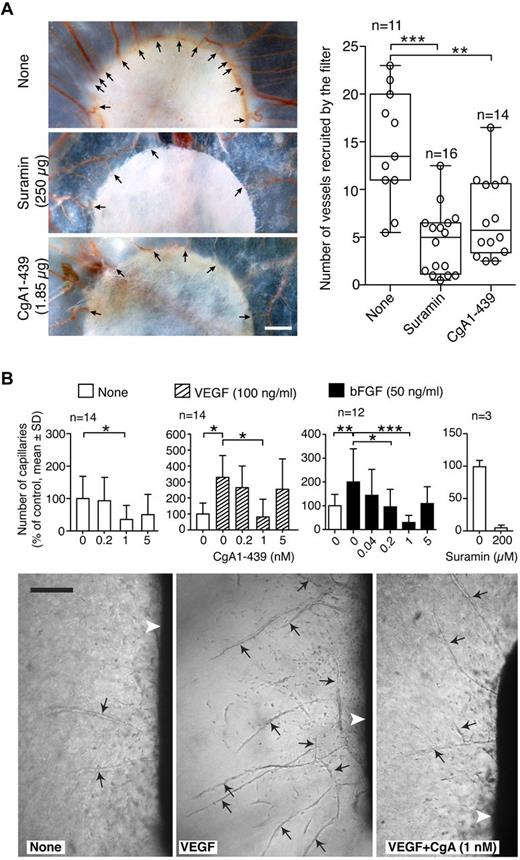 Figure 2. Full-length CgA inhibits spontaneous, bFGF and VEGF-induced angiogenesis. (A) Effect of the indicated doses of CgA1-439 and suramin on angiogenesis in the CAM assay. (Left) Stereomicroscope photographs of vessels recruited by the 6-mm (diameter) filter-paper disks (arrows; bar 1 mm). (Right) Quantitative evaluation of angiogenesis obtained with the indicated number of eggs (n). Blood vessels recruited by the disk, but not vessels that did not touch the filter, were counted in a blind manner by 2 observers. Circles correspond to vessel recruited by half-disk in each egg (box plots with median, interquartile, and 5%-95% values; **P < .01, ***P < .001; 2-tailed t test). (B) RAR assay. Effect of CgA1-439 on spontaneous, bFGF, or VEGF-induced angiogenesis. (Top panels) Bars represent the number of capillary-like structures emerging from the aorta rings treated as indicated, expressed as percentage of the untreated control (mean ± SD). The number of rings used is indicated in each panel (n). (Bottom panels) Microscopy photographs of aorta rings (white arrowheads) showing capillary-like structures (black arrows, 5× magnification, bar 150 μm; *P < .05, **P < .01, ***P < .001; 2-tailed t test).