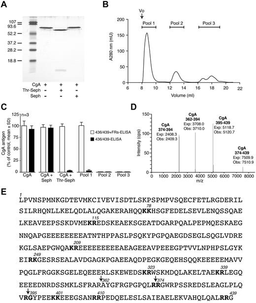 Figure 5. Thrombin cleaves the C-terminal region of CgA. (A) SDS-PAGE of recombinant CgA (6μM) before and after incubation with thrombin-sepharose (Thr-Seph) or sepharose alone (Seph). Thrombin (60 U, Sigma-Aldrich) was coupled to 200 μL of activated-CH-sepharose (GE Amersham), according to the manu-facturer's instructions. CgA (6μM in PBS) was mixed with the thrombin-CH-sepharose (1:10 suspension) and left to digest for 10 hours at 30°C under gentle agitation. The supernatant was then recovered and stored at −20°C until analysis. (B) Gel filtration chromatography of thrombin-digested CgA. Thrombin-digested CgA was loaded onto a Superdex 75 column and eluted with PBS. Fractions corresponding to the main peaks were collected and pooled (pools 1, 2, and 3). (C) 436/439 and 436/439+FRs-ELISAs of recombinant CgA, thrombin-digested CgA, pools 1, 2, and 3. (D) Molecular weight (Dalton) of fragments present in thrombin-digested CgA as measured by ESI-MS (Obs). The corresponding fragments and their expected molecular weight (Exp) are also shown. (E) Primary sequence of human CgA. Dibasic sites are indicated in bold. Arrows indicate the cleavage sites of thrombin as detected by ESI-MS.