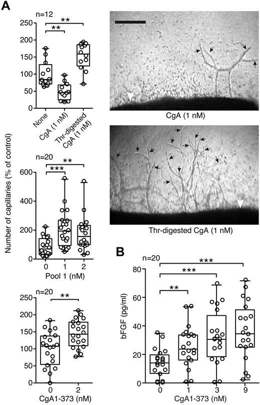 Figure 7. Thrombin abrogates the anti-angiogenic activity of full-length CgA and generates proangiogenic fragments. (A) Effect of CgA, thrombin-digested CgA, pool 1, and recombinant CgA1-373 on spontaneous angiogenesis in the RAR assay. Bars represent the number of capillary-like structures emerging from the aorta rings, treated as indicated, expressed as percentage of the untreated control. The number of aorta rings tested is indicated (n). Open circles correspond to number of capillaries sprouting from each aortic ring (box plots with median, interquartile, and 5%-95% values). (Right panels) Microphotographs of aortic rings (white arrowheads) and capillaries (black arrows) obtained after 6 days of incubation with CgA or thrombin-digested CgA (5× magnification, bar, 250 μm). (B) Effect of CgA1-373 on the secretion of bFGF from endothelial cells. bFGF levels in the supernatant of endothelial cells, incubated for 1 hour with the indicated compounds, was analyzed by ELISA. Circles correspond to bFGF levels in each cell culture (box plots with median, interquartile, and 5-95 percentile values (*P < .05, **P < .01, ***P < .001; 2-tailed t test).