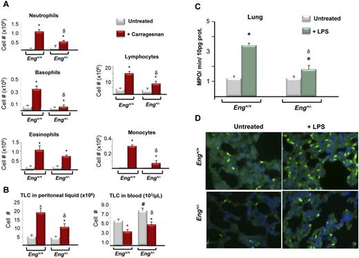 Figure 1. Endothelial leukocyte transmigration in endoglin heterozygous mice treated with inflammatory stimuli. (A-B) Total leukocyte endothelial transmigration was monitored in carrageenan-treated and untreated Eng+/+ and Eng+/− mice. Subpopulations of leukocytes were monitored in the peritoneal fluid (A). Total leukocyte count (TLC) was measured in peritoneal fluid and blood (B). Data are the average of 3 experiments with 5 mice per experiment and group. *P < .05, respect to untreated animals; δP < .05, respect to carrageenan-treated Eng+/+ mice; #P < .05, respect to untreated Eng+/+ mice. (C-D). Transmigration in endoglin heterozygous mice injected with LPS. Myeloperoxidase (MPO) activity (C) and immunohistochemistry for the macrophage marker CD68 (D) in lung 4 hours after induction of systemic inflammation with LPS (25 mg/kg body weight) in Eng+/+ and Eng+/− mice. (C) Enzymatic activity values are represented as MPO/min/10 μg protein in lung tissues from untreated (white bars) or LPS-treated (green bars, n = 5) animals (white bars, n = 5). Values are expressed as mean ± SEM of 4 experiments with 5 mice per experiment and group. *P < .02, untreated versus LPS-treated; δP < .05, respect to LPS-treated Eng+/+ mice. (D) Immunofluorescence staining with anti-CD68 in lung sections (3 μm) from the same mice as in panel C). Representative photographs are shown. Magnification, 400×.