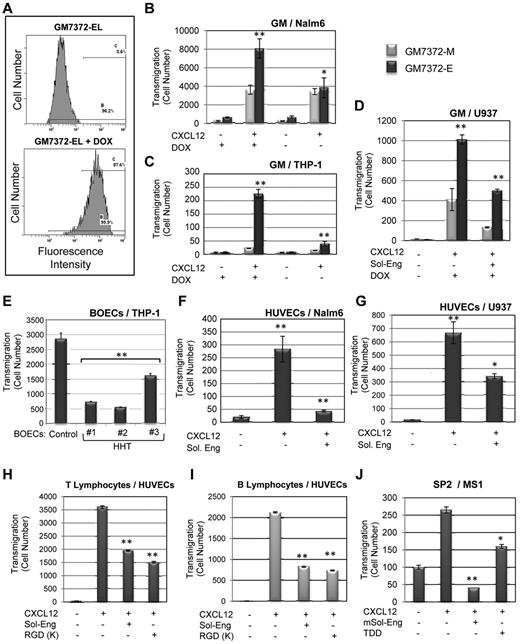 Figure 3. Leukocyte transmigration through endothelial cells. (A-D) Endoglin overexpressing endothelial cells. (A) Flow cytometry analysis of endoglin transfectants. The tetracycline-inducible bovine endothelial cell line GM7372-EL, engineered to express human endoglin were incubated or not with Dox for 24 hours. Flow cytometry analysis was carried out on the Dox inducible green fluorescence protein (GFP) used here as a marker of human endoglin expression. (B-D) Transmigration assays. Transwell experiments were performed using confluent monolayers of bovine endothelial cell lines GM7372-EL and GM7372-M. To test the migration rate, Nalm6 (B), THP-1 (C), or U937 (D) cells were seeded on top of the transwell and 100 ng/mL CXCL12 was added to the bottom of chambers, unless otherwise stated. Soluble endoglin (Sol-Eng) was added to U937 cells, as indicated (D). After incubation for 2 hours at 37°C, transmigrated cells were counted by flow cytometry. There is a significant increased transmigration through GM7372-EL versus GM7372-M monolayers. Each bar represents the mean value of 3 assays each performed in triplicates. **P < .005; *P < .01. (E-I) Primary cultures of endothelial cells. (E) Blood outgrowth endothelial cells (BOECs). Confluent monolayers from healthy subjects (Control) or 3 different HHT patients (Nos. 1, 2, and 3) were subjected to transmigration assays using THP-1 cells as in previous figures. Endothelial cells from HHT No. 1 correspond to an HHT1 patient with a pathogenic mutation (R171X) in the endoglin gene and endothelial cells from HHT no. 2 and no. 3 show decreased expression of endoglin protein.28 There is a significant decreased transmigration through HHT versus control monolayers of BOECs. (F-I) Transmigration through human umbilical vein endothelial cells (HUVECs). Confluent monolayers of HUVECs were tested for the migration rate of Nalm6 (F), U937 (G), T lymphocytes (H), and B lymphocytes (I) in the presence or absence of 100 ng/mL CXCL12 at the bottom of chambers. Soluble endoglin (Sol-Eng) at 1 μg/mL or the human endoglin-derived RGDK peptide were added, as indicated. (J) Transmigration of murine SP2 cells through mouse MS1 endothelial cells was carried out as above, but in the presence of mouse soluble endoglin (mSol-Eng) at 1 μg/mL or mouse endoglin-derived TDD peptide, as indicated. After incubation for 2 hours at 37°C, transmigrated cells were counted by flow cytometry. In the presence of CXCL12 there is a marked increased transmigration of human Nalm6 and U937 cells as well as T and B lymphocytes through HUVECs that is inhibited in the presence of soluble endoglin. A similar behavior was observed with murine SP2 cells migrating through MS1 mouse endothelial cells. Each bar represents the mean value of 3 experiments, each performed in triplicates. **P < .005; *P < .01.