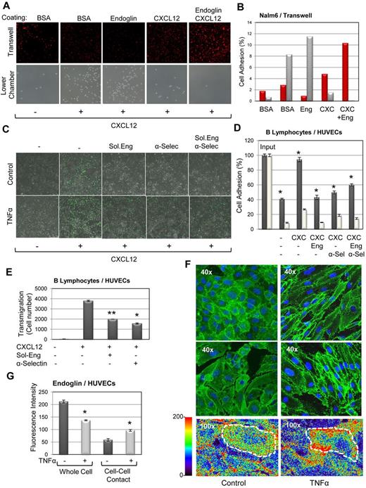 Figure 4. Role of endoglin in leukocyte transmigration. (A-B) Transmigration through endoglin coated membranes. (A) Transwell experiments were performed using 0.5-μm pore membranes previously coated with 1% BSA, 5 μg/mL soluble endoglin or 5 μg/mL soluble endoglin plus 175 ng/mL CXCL12, as indicated. Nalm6 cells were seeded on top of the transwell and 100 ng/mL CXCL12 was added to lower chambers. After incubation for 2 hours at 37°C, transmigrated cells in the bottom chamber were examined by inverse light microscopy (bottom row; magnification ×200) and cells that remained bound to the transwell were stained with propidium iodide (red) and visualized by confocal microscopy (top row; magnification, ×100). (B) Quantification of cells bound to the transwell (red bars) and cells transmigrated (gray bars) was carried out by measuring the surface area of the cells using ImageJ Version 1.46 software. Percentages of the cell signal respect to the total area are indicated. (C-D) Lymphocyte adhesion to HUVECs treated with TNF-α. Confluent monolayers of HUVECs were activated or not with TNF-α for 1 day. Then, culture medium was removed and HUVECs were tested for the adhesion of CFSE-labeled B lymphocytes in the presence CXCL12, soluble endoglin (Eng) or anti–E-selectin mAb (α-Sel), as indicated. (C) After incubation for 1 hour at 37°C, lymphocytes (green) bound to HUVECs were visualized by confocal microscopy (magnification, ×100). (D) Cells in plates were lysed and quantification of bound lymphocytes in the absence (white bars) or in the presence (gray bars) of TNF-α was carried out using a fluorescent analyzer. (E) Lymphocyte transmigration through HUVECs. Confluent monolayers of HUVECs were tested for the migration rate of B lymphocytes in the presence or absence of CXCL12 at the bottom of chambers. Soluble endoglin (Sol-Eng) or anti–E-selectin mAb (α-selectin) were added, as indicated. After incubation for 2 hours at 37°C, transmigrated cells were counted by flow cytometry. (F-G) Immunofluorescence of HUVECs treated with TNF-α. Monolayers of HUVECs were treated or not with TNF-α and incubated with P4A4 mAb (anti-endoglin), followed by the secondary antibody Alexa Fluor 488 anti–mouse IgG. (F) Samples were analyzed using fluorescence confocal microscopy (SP2, Leica). Representative photographs are shown (top 2 rows). The lower row shows the intensity of endoglin staining according to the color scale. (0-200) A diagram of an individual cell (dashed line) is drawn over the pictures. (G) The fluorescence intensity of the whole cell and the cell-cell contact sites was measured with LAS-AF Lite Version 2.4.1 software (Leica). Each value represents the mean average of 60 measurements. The statistical significance of treated versus untreated samples is indicated (**P < .005; *P < .01).