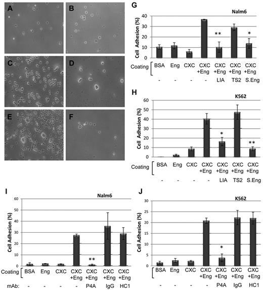 Figure 6. Involvement of integrins in endoglin-dependent cell adhesion. (A-F) Light microscopy analysis of adherent cells. Plates were coated with BSA (A), endoglin (B) or CXCL12 plus endoglin (C-F). Nalm6 cells were incubated for 1 hour at 37°C in the absence (A-B) or in the presence of the inhibitory anti-β1 integrins mAb LIA1/2 (D), the activator anti-β1 integrins mAb TS2/16 (E) or soluble endoglin (F). Bound cells were visualized by inverse light microscopy. Magnification, ×200. (G-J) Quantification analysis. Plates were coated with BSA, endoglin, CXCL12, or endoglin plus CXCL12, as indicated. Bound Nalm6 cells, previously labeled with CFSE, from the same experiment in panels A through F were lysed and quantification was carried out (G). A representative binding experiment with K562 cells is also shown (H). (I-J) Role of anti-endoglin antibodies in cell adhesion assays. Nalm6 (I) and K562 (J) cells were labeled with CFSE, loaded in the wells and incubated with or without mAb P4A4 (anti-endoglin), mAb HC1/6 (anti-CD31), or an irrelevant IgG2b mAb (control matched), as indicated for 1 hour at 37°C. Bound cells were lysed and quantification was carried out using a fluorescent analyzer. Results are shown as percentage respect to total input (100%). Each assay was performed in triplicate and the SEM is indicated. **P < .005; *P < .01. CXC indicates CXCL12; LIA, mAb LIA1/2; TS2, mAb TS2/16; S.Eng, soluble endoglin; HC1, mAb HC1/6; and IgG, IgG2b.