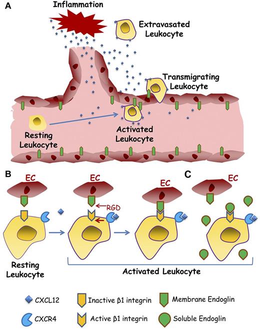 Figure 7. Role of endothelial endoglin in leukocyte extravasation. A schematic diagram shows a hypothetical model for leukocyte transmigration through the vessel endothelium. (A) On inflammatory stimuli, different soluble factors are released, including the chemokine CXCL12, leading to activation and endoglin-dependent extravasation of leukocytes. (B) The leukocyte's transmigration process involves the binding of CXCL12 to its receptor CXCR4, which in turn activates the β1 integrins. Once activated, β1 integrin binds to the RGD motif of endoglin present on the endothelial cell (EC) surface, allowing the extravasation and migration of leukocytes to the inflammatory site. (C) Soluble endoglin competes for the binding between leukocyte β1 integrin and endothelial membrane anchored endoglin, thus interfering with leukocyte adhesion and transmigration. The dimeric nature of endoglin has been omitted for simplification.