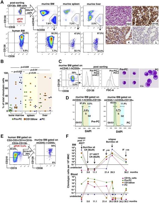 Figure 4. Myeloma-propagating potential of Pre-PCs and PCs and partial recapitulation of the clonotypic hierarchy in NSG mice. (A) Left: Highly purified BM CD138hi myeloma PCs transferred to NSG mice engraft murine BM, spleen, and liver. Human cells are identified in mouse tissues by flow cytomtery as hCD59+mCD45.1− (top panels). Engrafted PCs recapitulate the CD19− hierarchy of the human BM (bottom panels); however, in the spleen and liver, there is preferential presence of Pre-PCs and CD138low cells. Right: BM hematoxylin and eosin staining in a mouse transplanted with CD138hi PC shows myeloma cell infiltration. Immunohistochemistry (original magnification ×400) for human κ/λ light chains and CD138 is also shown. In this example, myeloma PCs are κ LC restricted and, as expected, express CD138. (B) Cumulative data of the frequencies of PCs, CD138low, and Pre-PCs in the BM, spleen, and liver in mice receiving patient CD138hi PCs. Horizontal lines indicate median values. (C) Size of BM PCs and Pre-PCs highly purified by flow sorting from the BM of mice engrafted after transfer of CD138hi myeloma PCs. A representative example is shown. (D) Cell cycle analysis in multiparameter flow cytometry of engrafted BM Pre-PCs and PCs. (E) Engraftment pattern in the murine BM after transfer of Pre-PCs recapitulates Pre-PC–PC duality. Pre-PCs were negatively selected by flow sorting as Lin−CD19−CD34−CD138− cells. In this example, 13.4% of the flow-sorted cells were clonotypic as assessed by quantitative PCR and a total of 33.5 × 103 clonotypic B cells were infused. (F) PB and BM clonotypic cell dynamics in the timeline of treatment of a patient with MM (ASCT indicates autologous stem cell transplantation; and Bort/Dex: bortezomib and dexamethasone) and disease status changes (MolR indicaets molecular remission; IF, immunofixation; and CR, complete clinical remission). Blood clonotypic CD19+ cells, Pre-PCs, and CD138low cells, but not PCs, are identified while the patient was in complete clinical and molecular remission in the BM at 5.6 and 11.1 months.