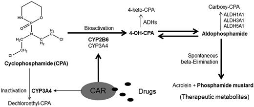 Figure 1. Schematic illustration of CPA metabolism and the proposed role of CAR in CPA bioactivation.