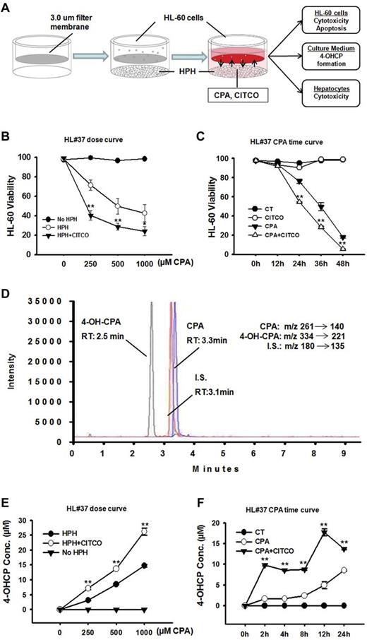 Figure 4. Activation of CAR enhances CPA anticancer activity in the human primary hepatocyte-HL-60 cell coculture system. The anticancer activity of CPA was analyzed in a unique hepatocyte-cancer cell coculture model. (A) Illustration of the HPH-HL-60 coculture model and experimental scheme. (B) Effects of CAR activation on the concentration-dependent anticancer activity of CPA in HL-60 cells. As detailed in “Methods,” the HPH-HL-60 cocultures were treated with vehicle control (0.1% DMSO) or CPA (250, 500, and 1000μM) in the presence and absence of CITCO (1μM). Cell viability was analyzed 36 hours after the cotreatment. (C) Effects of CAR activation on the temporal changes of CPA-mediated anticancer activity in HL-60 cells. In the cocultures, cells were treated with vehicle control (0.1% DMSO) or CPA (500μM) with or without CITCO (1μM). Cell viability was measured at 0, 12, 24, 36, and 48 hours after the cotreatment. All viability data represent mean ± SD from 3 independent experiments and are expressed as percent viability of vehicle control (**P < .01). (D) The multiple-reaction monitoring chromatogram demonstrates separation and retention of 4-OH-CPA, CPA, and the internal standard from LC-MS/MS detection. (E) Effects of CAR activation on the concentration-dependent formation of 4-OH-CPA in the coculture under the treatment as outlined in panel B. (F) Effects of CAR activation on the temporal changes of 4-OH-CPA formation in cocultures under the treatment described in panel C. 4-OH-CPA concentrations represent mean ± SD of 3 LC-MS measurements (**P < .01).