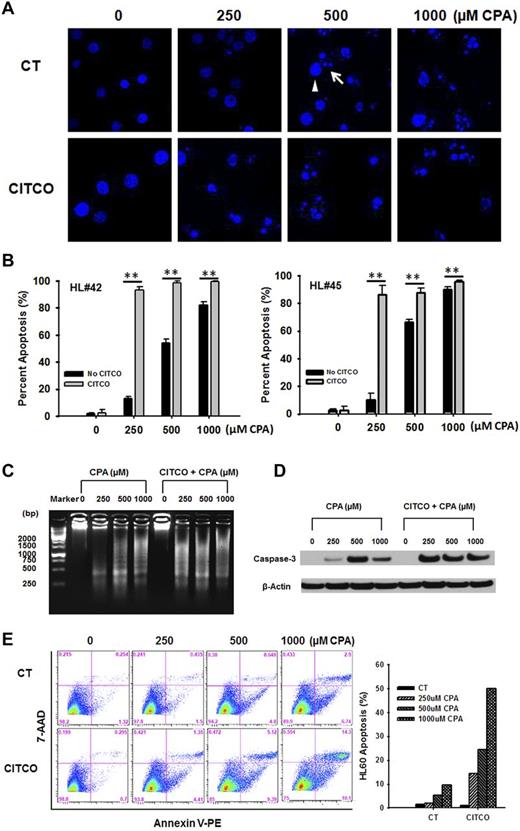 Figure 5. Activation of CAR promotes CPA-mediated apoptosis of HL-60 cells in the HPH-HL-60 coculture model. In the coculture system, cells were treated with vehicle control (0.1% DMSO) or CPA (250, 500, and 1000μM) in the presence and absence of CITCO (1μM) as outlined in “Methods.” CPA-mediated apoptosis in HL-60 cells was analyzed with different assays. (A) Representative visualization of HL-60 cells stained with Hoechst 33342. Arrowhead and arrow depict normal nuclei and apoptotic bodies, respectively. (B) Quantitation of apoptotic bodies induced by CPA with/without CITCO. Two hundred HL-60 cells from each treatment group were calculated under fluorescent microscopy. Percent of apoptotic cells were expressed as mean ± SD obtained from 3 independent experiments (**P < .01). (C) DNA extracted from treated cells was loaded on an agarose gel to illustrate CPA-induced DNA fragmentation. (D) Caspase 3 activity was analyzed with Western blotting to detect the large fragment (17/19 kDa) of activated caspase 3 in HL-60 cells. β-actin was used to normalize protein loading. (E) Effects of CAR activation on CPA-mediated membrane translocation of phosphatidylserine during apoptosis were analyzed using flow cytometry as detailed in “Methods.”