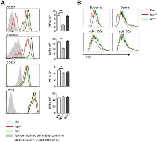 Figure 2. Epidermal LCs of rapΔ/Δ mice show a reduced expression of Langerin and β-catenin and a reduced cell size. (A) FACS analysis of epidermal LCs isolated by enzymatic digestion. Histograms show CD45+ MHC-II+ CD11c+ cells (LCs) from the epidermis of Cre (black line), rapΔ/Δ (red line), and ricΔ/Δ (green line) mice. Gray solid graphs show CD45+ non DCs (DETCs) in the histograms of CD207, CD324 and I-A/I-E or an isotype-matched control antibody staining in the histogram showing β-catenin expression. Bar graphs represent MFI ± SEM of N = 4 mice per group of the respective marker. Data were combined from 2 of 4 independent experiments with similar results. (B) FSC of epidermal and dermal DCs isolated by crawl-out (top panel) and mDCs and rDCs from sLNs (bottom panel) of Cre (black line), rapΔ/Δ (red line) and ricΔ/Δ (green line) mice. Cells were gated on CD45+ MHC-II+ CD11c+ (epidermis and dermis), MHC-IIhigh CD11cint (mDCs) and MHC-II+ CD11c+ (rDCs). Data shown are representative of ≥ 3 experiments with at least 2 mice per group.