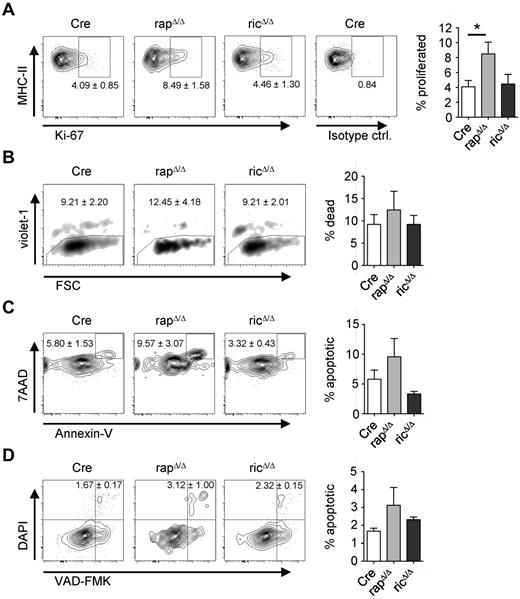 Figure 3. Raptor-deficient LCs have a higher frequency of proliferation and apoptosis. Analysis of proliferation (A), viability (B) and apoptosis (C-D) of epidermal DCs. DCs were isolated by enzymatic digestion (A) or by crawl-out from the epidermis (B-D) of Cre, rapΔ/Δ and ricΔ/Δ mice. Populations are gated on CD45+ MHC-II+ CD11c+/CD207+ cells. Numbers and bar graphs indicate the mean frequency ± SEM of cells within the respective gate or quadrant (A,C-D) or out of the gate (B). (A) Ki-67+ cells represent recently divided LCs. The very right plot shows staining with an isotype-matched control antibody. Data were combined from 2 independent experiments with similar results (N = 4 mice per group). (B) Violet-1+ cells represent dead DCs. One representative of 4 independent experiments with similar results is shown (N = 3 mice per group). (C) Annexin V+ 7AAD+ cells represent apoptotic DCs. Data are combined from 3 independent experiments with similar results (N = 6 mice per group). (D) VAD-FMK+ DAPI+ cells represent apoptotic DCs (N = 3 mice per group).