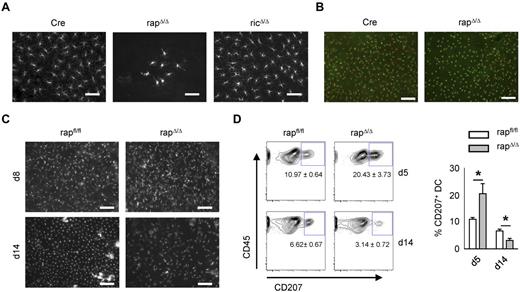 Figure 4. Progressive loss of Raptor but not Rictor-deficient epidermal LCs. (A) Microscopy of epidermal sheets from adult Cre, rapΔ/Δ, and ricΔ/Δ mice. LCs were visualized by MHC-II staining. The size bar corresponds to 50 μm. Original magnification ×40. (B) Epidermal sheets from adult Cre and rapΔ/Δ stained with mAbs for MHC-II in red (LCs) and CD45.2 in green (DETCs and LCs). The size bar corresponds to 100 μm. Original magnification ×20. (C) Epidermal sheets from a day 8 (top panel) and a day 14 (bottom panel) rapfl/fl litter were stained as in panel A. The size bar corresponds to 100 μm. Original magnification ×20. (D) Skin derived DCs isolated by crawl-out from whole ear skin of a day 5 (top panel) and a day 14 (bottom panel) rapfl/fl litter. Populations shown were gated on CD45+ MHC-II+ CD11c+ cells. The mean frequency of CD207+ cells ± SEM of N = 2 to 4 mice per group is indicated under the gate and in the bar graph on the right.