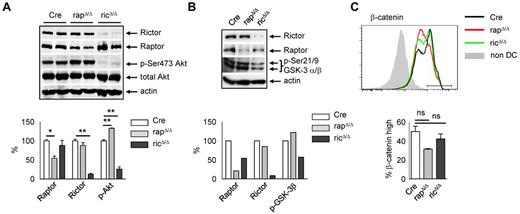 Figure 7. Raptor and Rictor deficiency differentially affect Akt and GSK-3 phosphorylation. (A-B) Total lysates of day 12 or day 13 Cre, rapΔ/Δ and ricΔ/Δ BMDCs isolated using CD11c magnetic bead separation were subjected to Western blot analysis of Rictor, Raptor and p-Ser473-Akt (A) or p-Ser21/9 GSK3α/β (B) expression. Equal protein loading was confirmed by detection of actin. Bar graphs represent quantification of Raptor, Rictor, and p-Ser473-Akt (A) or p-Ser9 GSK3β (B). Expression of Raptor, Rictor, p-Ser473-Akt, and p-Ser21/9 GSK3α/β was normalized to actin and set to 100% in Cre. (A) Raptor in rapΔ/Δ: 54.20 ± 5.68, P = .0195; Rictor in ricΔ/Δ: 12.62 ± 2.25, P = .0027; p-Ser473-Akt in rapΔ/Δ: 132.6 ± 0.96, P = .0084, p-Ser473-Akt in ricΔ/Δ: 25.98 ± 5.66, P = .0073; mean ± SEM of N = 2 mice per group. Data are from one of 2 independent experiments with similar results. (B) Raptor in rapΔ/Δ: 21.15; Rictor in ricΔ/Δ: 8.57; p-Ser21/9 GSK3α/β in rapΔ/Δ: 122.18, p-Ser21/9 GSK3α/β in ricΔ/Δ: 57.32. Data shown are single values from 1 of 2 independent experiments with similar results. (C) FACS analysis of β-catenin expression in day 10 Cre (black line), rapΔ/Δ (red line), and ricΔ/Δ (green line) BMDCs gated on CD11c+ MHC-II+. Bar graph represents mean frequency ± SEM of N = 2 mice per group of β-cateninhigh DCs gated as shown in the histogram. One of 2 independent experiments with similar results is shown.