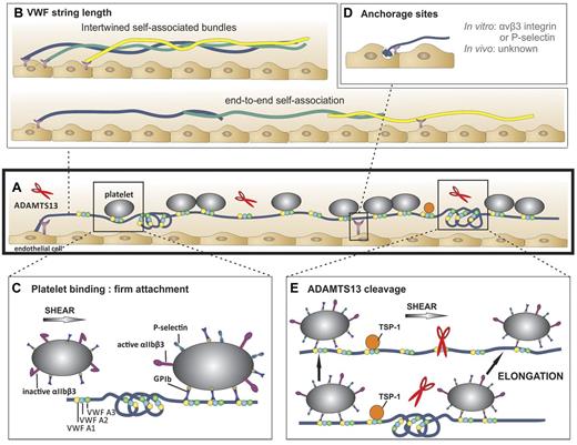 Figure 2. VWF string characteristics. (A) A representative VWF string with VWF A1 (yellow circles), VWF A2 (blue circles), and with VWF A3 domains (green circles) in folded and unfolded parts of the VWF multimer (blue line). Attachment sites are represented by purple Y-shaped symbols. Platelets (gray circles) bind to open and accessible A1 domains. ADAMTS13 (red scissors) can digest unfolded VWF A2-domains. (B) VWF string length in vitro. Top: VWF multimers may consist of multiple self-associated multimers. Bottom: Occasionally, extraordinary long VWF strings (> 1 mm) are observed. Hence, these strings are probably formed by end-to-end self-association of different VWF multimers. (C) Platelet binding to VWF strings. Platelets bind to open VWF A1 domains (yellow circles) via their GPIb receptors. This binding does not result in a rolling movement of the platelets but in a firm adhesion to VWF strings. Bound platelets become activated as evidenced by the presence of P-selectin and activated αIIbβ3 on their surface.51 (D) Anchorage of VWF strings to endothelial cells. VWF strings are expelled from the WPB and remain anchored to the endothelial cells. P-selectin and αvβ3 have been identified as possible receptors involved in VWF string attachment in vitro, whereas these receptors do not seem to play a role in vivo. (E) ADAMTS13-mediated proteolysis of VWF strings. Top: ADAMTS13 (red scissors) mediated proteolysis of VWF strings is regulated by conformational changes in VWF and unfolding of its A2 domain (blue circle) induced by shear stress. Proteolysis occurs preferentially at sites of local elongations of VWF strings, which can be monitored by an increase in interplatelet distances (arrows).43 Bottom: ADAMTS13 cannot access the cleavage site in VWF A2 domains (blue circle) that are folded or cannot bind when TSP-1 (orange circle) interacts with the VWF A2-A3 domains.