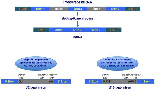 Figure 1. Schematic representation of precursor mRNA (pre-mRNA) splicing. Top: Human genes have coding (exon) and noncoding (intron) sequences and are initially expressed as pre-mRNA that includes all of these sequences. In the process of precursor mRNA splicing or maturation, introns are excised and flanking exons are joined into the mature sequence of RNA. Bottom: Excision and ligation processes of pre-mRNA splicing are catalyzed by the spliceosome, a macromolecular structure composed of 5 snRNAs associated with proteins to form particles termed snRNPs. Each U1, U2, and U5 snRNP contains a single snRNA and several proteins, whereas U4 and U6 snRNPs contains 2 snRNAs and several proteins. In most eukaryotes, there are 2 classes of introns: the common U2 type (representing more than 99% of human introns) and the rare U12 type; these 2 types differ in their consensus splice-site sequences (indicated in black at the 5′ and 3′ end of the intron). The removal of these 2 types of introns is catalyzed by 2 different spliceosomes, called U2- and U12-dependent spliceosomes, respectively. The 2 spliceosomes differ in their snRNA composition, whereas most of the proteins are shared. The assembly of the spliceosome occurs anew on each pre-mRNA, which contains specific sequence elements that drive this process. The crucial signal sequences are the splice donor site (5′ end of the intron), the branch site (near the 3′ end), and the splice acceptor site (3′ end). In the major U2-dependent spliceosome, the 5′ donor site is recognized by the U1 snRNP, whereas the branch site is recognized by the U2 snRNP.