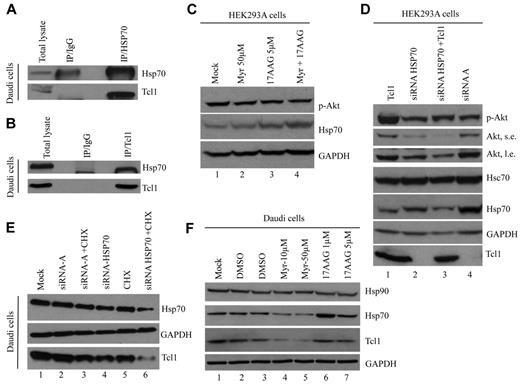 Figure 1. Hsp70 interacts with Tcl1 and protects it from degradation. (A) Equal amounts of Daudi protein extracts were immunoprecipitated with agarose-conjugated mouse immunoglobulin G (IgG) or anti-Hsp70 antibody and then subjected to SDS-PAGE and to immunoblot using antibodies specific for Tcl1 and Hsp70. (B) In the reverse immunoprecipitation, Daudi cell lysates were immunoprecipitated with anti-Tcl1 antibody. The immunoprecipitates were analyzed by immunoblotting with anti-Hsp70 and anti-Tcl1 antibodies. (C) HEK-293A cells were treated with Myr (50μΜ), 17AAG (5μM), and their combination for 24 hours. Phospho-Akt (Ser 473) and Hsp70 were detected. (D) HEK-293A cells were transfected with siRNA for HSP70 or control siRNA (100nM for 48 hours) and TCL1 plasmid. Indicated proteins were detected by Western blotting. S.e. indicates short exposure; and l.e., long exposure. (E) Daudi lymphoma cells were transfected with siRNA for HSP70 or control siRNA-A, a nontargeting siRNA designed as negative control (100nM/48 hours), and treated with CHX (1.5μM/48 hours) where indicated. Total lysates were subjected to SDS-PAGE and immunoblotted for Hsp70 and Tcl1 antibodies. (F) Daudi lymphoma cells were treated with DMSO (as control), Myr (10 and 50μM), and 17AAG (1 and 5μM) for 24 hours. Total lysates were subjected to SDS-PAGE and immunoblotted for Hsp70, Hsp90, and Tcl1 antibodies.