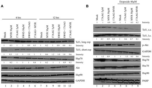 Figure 2. Inhibition of Hsp70 affects Tcl1 expression. (A) Daudi lymphoma cells were treated with the Hsp70 inhibitor Myr, 17AAG, Hsp70 activator SWO2, and combinations as indicated for 6 and 12 hours. Cells were lysed and protein extracts were subjected to SDS-PAGE and analyzed by Western blotting with indicated antibodies. The numbers above the blots indicate the intensity of the band expressed as ratio gene product (TCL1, HSP70, or AKT1)/GAPDH and normalized to Mock 6 hours or Mock 12 hours. (B) Daudi lymphoma cells were treated with 17AAG (5μM), Myr (50μM), and their combination for 24 hours, with or without Etoposide (40μM) for 12 hours. Cells lysates were analyzed by Western blotting with indicated antibodies. The numbers above the blots indicate the intensity of the band expressed as ratio gene product (p-AKT1, HSP70)/GAPDH and normalized to Mock or Mock-Etoposide.
