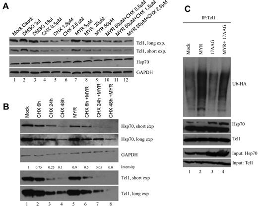 Figure 3. Myr induces Tcl1 ubiquitination and degradation. (A) Daudi lymphoma cells were treated with CHX, Myr, and their combination for 24 hours. Cells lysates were analyzed by Western blotting with indicated antibodies. (B) Daudi lymphoma cells were treated with CHX, Myr, and their combination for 6, 24, and 48 hours in a time course experiment. The numbers above the blots indicate the intensity of the band expressed as ratio gene product TCL1/GAPDH and normalized to Mock. (C) HEK-293A cells were transfected with TCL1 and UB-HA plasmids. Forty-eight hours later, cells were treated with 17AAG, Myr, and their combination for additional 18 hours and MG132 for 3 hours; Total lysates were immunoprecipitated with anti-Tcl1. The immunoprecipitates were analyzed by immunoblotting with anti-HA and anti-Tcl1.