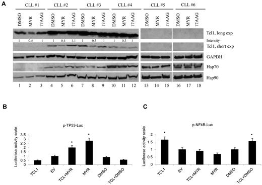 Figure 4. Inhibition of Hsp70 down-regulates Tcl1 protein in CLL. (A) CLL patient samples were treated for 12 hours with mock or Myr (50μΜ) or 17AAG (5μΜ) and then analyzed for Tcl1 and Gapdh by Western blotting. The numbers above the blots indicate the intensity of the band expressed as ratio gene product TCL1/GAPDH and normalized to DMSO. (B) Myr increases TP53 promoter activation, blocking Hsp70 activity. HEK-293A cells were cotransfected for 24 hours with 50 ng of TP53-Luc reporter and 50 ng of pRL-TK Renilla reporter constructs. In addition, 0.75 μg of CMV5-empty vector, or 0.75 μg of CMV5-TCL1 WT were used. Five nanograms of pFC-MEKK was added. Cells were treated with 10μM Myr for 12 hours, where indicated. Data are representative of 3 independent experiments. Data are mean ± SEM of 3 independent experiments, and each is measured in triplicate (*P < .05). (C) Tcl1 activates NF-κB–dependent transcription. HEK-293A cells were cotransfected for 24 hours with 50 ng of pNF-κB-Luc reporter and 50 ng of pRL-TK Renilla reporter constructs. In addition, 0.75 μg of CMV5-empty vector, or 0.75 μg of CMV5-TCL1 WT were used. Five nanograms of pFC-MEKK was added. Cells were treated with 10μM Myr for 12 hours, where indicated. Data are representative of 3 independent experiments. Data are mean ± SEM of 3 independent experiments, and each is measured in triplicate (*P < .05).