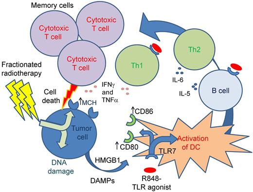 Schematic representation of mechanism of cancer cell immune killing and induction of T-cell memory. Irradiation of tumor cells induces DNA damage, cellular apoptosis, and release of HMGB1. In combination with the toll-like receptor agonist R848, this results in increased antigen-presenting capacity of dendritic cells (DCs). This in combination with R848 activates effector CD4 T cells and B cells, but in this model leads specifically to effector CD8 T cells that kill the tumor cells. An important component is the induction of antigen-specific T-cell memory protecting mice from subsequent cancer challenge.