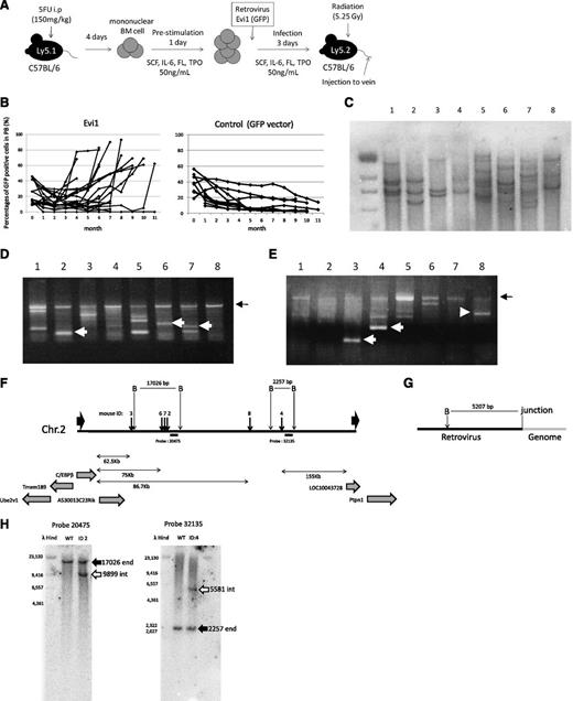 Figure 1. Retrovirus integrations at 3′ side of the C/EBPβ gene were frequently found in Evi1-leukemia mice. (A) A flowchart of retrovirus infection and BMT. (B) Percentages of GFP/Ly-5.1 double-positive cells in PB. PB was obtained from the tail vein every month after transplantation. (C) Southern blot analysis of Evi1-leukemia mice. DNA samples were digested with EcoRI. Proviruses were probed with a GFP probe. Mice ID are shown at the top of the panel. (D-E) Integration site analysis in BM samples of Evi1-leukemia cells obtained by bubble PCR. Genomic DNAs were digested with EcoRI (D) or BamHI (E). White arrows indicate insertion sites near C/EBPβ. Black arrows indicate retroviral sequence. (F) Schema of integration sites near the C/EBPβ gene. Thick black arrows indicate integration sites. Thin black arrows indicate restriction sites. “B” indicate BamHI site. Black horizontal bars indicate the position of the probes for Southern blotting. (G) Schema of restriction sites on retroviral sequence near the junction of genomic DNA. (H) The leukemic clones with retroviral integration near the C/EBPβ gene were major clones. Black arrows indicate the endogenous band, and white arrows indicate the integrated band.