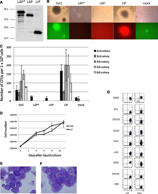 Figure 4. LIP induced transformation of primary BM cells in vitro in the same way as Evi1; LAP* and LAP did not. (A) Total cell lysates of PLAT-E cells transfected with pGCDNsam-LAP*, LAP, or LIP-Kusabira Orange were immunoblotted with the anti-C/EBPβ antibody (Santa Cruz, C-19). (B) Third colonies of the primary BM cells transduced with Evi1, LAP*, LAP, LIP, and mock (top panels). The Evi1-colonies were GFP positive, and the LIP-colonies were Kusabira Orange–positive (bottom panels). (C) Numbers of CFUs per cell plated in each generation. Mean from 2 independent experiments are depicted with standard deviation, each in duplicate. (D) Growth curves of the Evi1-expressing cells and the LIP-expressing cells in liquid culture (medium conditions: RPMI containing 10% fetal calf serum and 5 ng/mL of IL-3). (E-F) The liquid culture cells transformed by LIP (E) or Evi1 (F) were stained with Wright-Giemsa. Microscope, BH-2, Olympus; camera module, DP20, Olympus; objective lens, NC SPlan, Olympus; magnification, ×1000. (G) Flow cytometric analysis of the Evi1-liquid culture cells and the LIP-liquid culture cells.