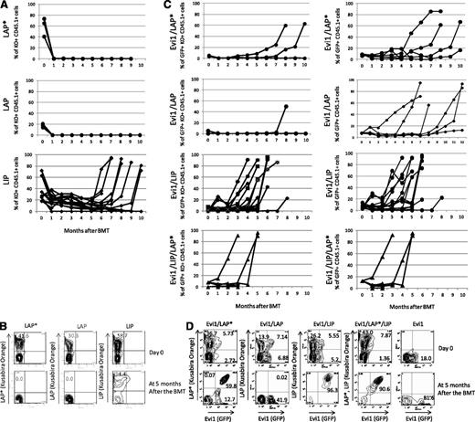 Figure 5. Chimerisms of LIP-, LAP*-, or LAP-positive cells in PB. (A,C) Time courses of the percentage of donor chimerism in PB. LAP* (n = 7), LAP (n = 6), LIP (n = 14), Evi1/LAP* (n = 6), Evi1/LAP (n = 6), Evi1/LIP (n = 16), and Evi1/LIP/LAP* (n = 5). KO indicates Kusabira Orange. (B,D) Representative flow cytometric analysis data of transduction efficiencies at the day of the BMT (top panel). Representative flow cytometric analysis data of the PB cells at 5 months after the BMT (bottom panel).
