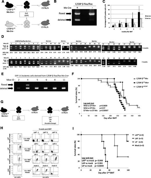 Figure 7. C/EBPβ excision does not inhibit the development of Evi1-induced leukemia in vivo. (A) Schema of the BMT model using Mx-Cre;C/EBPβfl/fl mice and C/EBPβfl/fl mice. (B) Genotyping PCR of BM cells from Mx-Cre;C/EBPβfl/fl mice and C/EBPβfl/fl mice 3 days after retrovirus infection. Excision of C/EBPβ occurred without pI-pC injection. (C) Time courses of the percentage of donor chimerism in PB. Mx-Cre;C/EBPβfl/fl (n = 19) and C/EBPβfl/fl (n = 10). (D) The genomic DNA of PB derived from the recipient mice were analyzed for recombination events at 5 months (top panel) and 7 months (bottom panel) after the BMT. The intensity of the shortest band for the deleted allele was higher at 7 months than at 5 months. (E) The GFP-positive BM cells derived from the leukemic mice were sorted and analyzed for recombination events by genotyping PCR. (F) Kaplan-Meier analysis for the mice that had received the Evi1-transduced BM cells of the Mx-Cre;C/EBPβfl/fl mice (n = 19), C/EBPβfl/fl mice (n = 10), and wild-type mice (n = 21). (G) Schema of the second BMT model. LAP*, LAP, or LIP were transduced into the Evi1-induced leukemic cells derived from C/EBPβ−/− cells by using retroviral infection. The double-positive cells (Evi1-GFP/C/EBPβ–Kusabira Orange) were sorted and then were transplanted into the recipient mice. (H) Left panels show flow cytometric data of C/EBPβ–deleted Evi1 (GFP) leukemia cells with forced expression of each C/EBPβ isoform (Kusabira Orange) or empty vector (Kusabira Orange). The double-positive cells were sorted and transplanted to recipient mice. Right panels show engraftment of the double-positive (Evi1+, LIP+, or mock+) transplanted cells but no engraftment of the LAP*- or LAP-expressing cells at 6 weeks after transplantation. (I) Survival curves of the second BMT recipient mice. LAP* (n = 3), LAP (n = 5), LIP (n = 5), and mock (n = 3). The triangles and circles on the curves are inserted to distinguish each curve but do not show the number of samples.