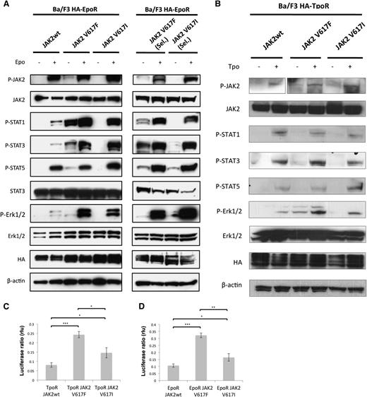 Figure 3. JAK2V617I induces only weak constitutive activation but marked cytokine hyperresponsiveness. (A) A representative analysis (1/2 independent experiments with similar results) of Ba/F3 EpoR cells that were engineered to overexpress equal levels of wild-type JAK2, JAK2V617F, or JAK2V617I by bicistronic retroviral transduction and cell sorting. Cells growing in medium supplemented with IL3 (left panel) or cells that acquired autonomous growth, namely cells expressing JAK2V617F or JAK2V617I (right panel, cells are denoted “Sel.”) were starved for 5 hours without serum and cytokines and then stimulated with EPO (20 U/mL) as indicated for 15 minutes, and then lysed in 1% NP40 buffer and assessed by Western blotting for specific phosphorylation at sites that reflect activation of JAK2, STAT1, STAT3, STAT5, and Erk1/2, and for total level of JAK2, STAT3, Erk1/2, HA, and β-actin protein expression. (B) A representative analysis (1/2 independent experiments with similar results) of Ba/F3 TpoR cells that were engineered to overexpress equal levels of wild-type JAK2, JAK2V617F, or JAK2V617I by bicistronic retroviral transduction and cell sorting. Cells growing in medium supplemented with IL3 were starved for 5 hours without serum and cytokines and then stimulated with Tpo (20 ng/mL) as indicated, and then lysed after 15 minutes in 1% NP40 buffer and assessed by Western blotting for specific phosphorylation at sites that reflect activation of JAK2, STAT1, STAT3, STAT5, and Erk1/2, and for total level of JAK2, STAT3, Erk1/2, HA, and β-actin protein expression. (C-D) Results of luciferase assays in γ2A fibrosarcoma JAK2-deficient cells transfected with cDNAs coding for TpoR (C) or EpoR (D) along with wild-type JAK2, JAK2V617F, or JAK2V617I, along with STAT5 and STAT-dependent firefly luciferase and pRLTK-driven renilla luciferase (rlu), for normalization. Dual luciferase was measured 24 hours after transfection. Results of 1 representative experiment of 3 independent experiments are shown. Data are expressed as means of triplicates, and error bars indicate SD. *P < .05, **P < .01, ***P < .001.