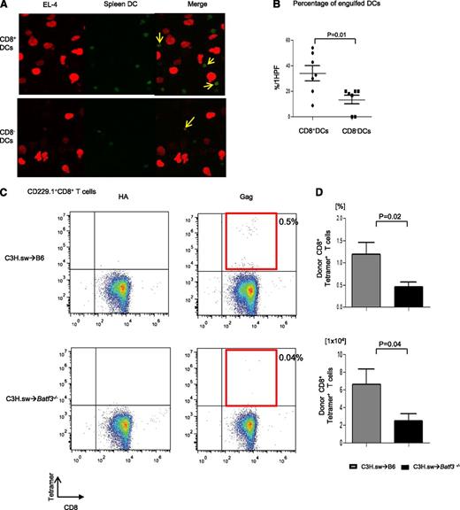 Figure 4. CD8+ DCs are required for cross-presentation of TSAs and generation of TSA donor T-cell responses. (A) The representative confocal microscopy images revealed efficient B6 WT CD8+ DC uptaking tumor cells. DCs and tumor cells are shown labeled with green (Cell Tracker Green CMFDA) and red (mCherry) fluorescent protein, respectively. Yellow arrows represent overlap of both fluorescent signals. (B) The percentage of engulfed DCs per high-power field (HPF) in either CD8+ DCs or CD8− DCs (n = 7, pooled from 2 experiments). (C) Representative data from donor-derived Gag-specific CD8+ T cells of either allogeneic WT B6 animals (upper panels) or Batf3−/− animals (lower panels) on day 14 after allo-BMT. Negative control hemagglutinin-tetramer staining (left) and Gag-tetramer staining (right). (D) The frequency and absolute number of donor-type Gag+CD8+ T cells (n = 7 to 11, pooled from 3 experiments). The bars represent mean ± standard deviation.