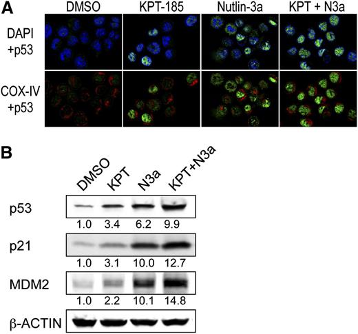 Figure 6. The KPT-185/Nutlin-3a combination enhances nuclear function of p53. (A) The KPT-185/Nutlin-3a combination accumulates p53 into the nucleus of AML cells. OCI-AML-3 cells were treated for 6 hours with 100 nM KPT-185 and 2.5 µM Nutlin-3a. Cells were stained for p53 (green) and mitochondrial marker protein cytochrome c oxidase IV (COX-IV, red) and visualized by confocal microscopy. Nuclei were counterstained with 4′,6-diamidino-2-phenylindole(blue). (B) Expression of p53 target proteins in OCI-AML-3 cells, which were treated with 50 nM KPT-185 and/or 2.5 µM Nutlin-3a for 12 hours. Intensity of the immunoblot signals was quantified, and the relative intensity compared with β-actin was calculated. Results are representative of 3 independent experiments.