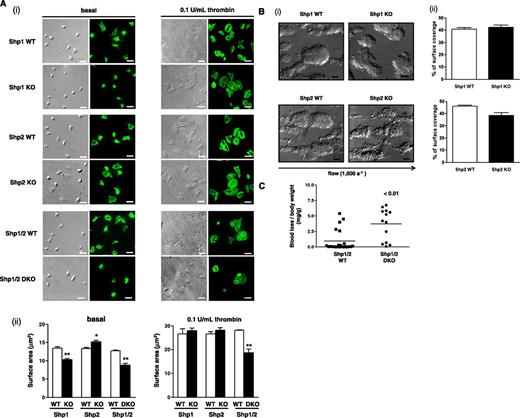 Figure 2. Functional roles of Shp1 and Shp2 in hemostasis and thrombosis. (A) Platelet spreading on fibrinogen. Basal and thrombin (0.1 U/mL)-activated platelets were plated on a fibrinogen-coated surface. (i) Representative differential interference contrast (DIC) and phalloidin-stained images of platelets; n = 3-5 mice/genotype. (ii) Surface area of individual platelets in DIC images was measured; n = 250-500 platelets/condition; n = 3 mice/genotype; mean ± SD; *P < .05; **P < .01; bar represents 5 μm. (B) Platelet adhesion to collagen under flow. Anticoagulated blood was flowed through collagen-coated capillary tubes at 1000 s−1. (i) Representative DIC images of adherent platelets; n = 3-5 mice/genotype; bar represents 10 μm. (ii) Percentage of surface coverage was measured. Data presented are means (± SEM) of 3 independent experiments. (C) Tail bleeding assay. Shp1/2 DKO (n = 13) mice bled excessively compared with litter-matched Shp1/2 WT mice (n = 20). Symbols represent individual mice; horizontal lines represent means. Mann-Whitney test was used to compare sample medians and determine statistical significance. (D) Laser injury-induced thrombus formation in vivo. Mice were injected with Dylight488-conjugated anti-GPIbβ antibody (X488). Arterioles in cremaster muscles of recipients were subsequently injured by laser and the accumulation of platelets (green) into the thrombi was assessed. (i) Representative composite brightfield and fluorescence images from X488-labeled platelets after laser injury of arteriole are shown. Bar represents 10 μm. (ii) Each curve represents the mean integrated thrombus fluorescence intensity (± SEM, gray; WT, top; KO, bottom) in arbitrary units (a.u.); n = 19-27 thrombi induced in 5-7 mice/genotype. See also supplemental Figure 2 video 1, Figure 2 video 2, Figure 2 video 3, and Figure 2 video 4.