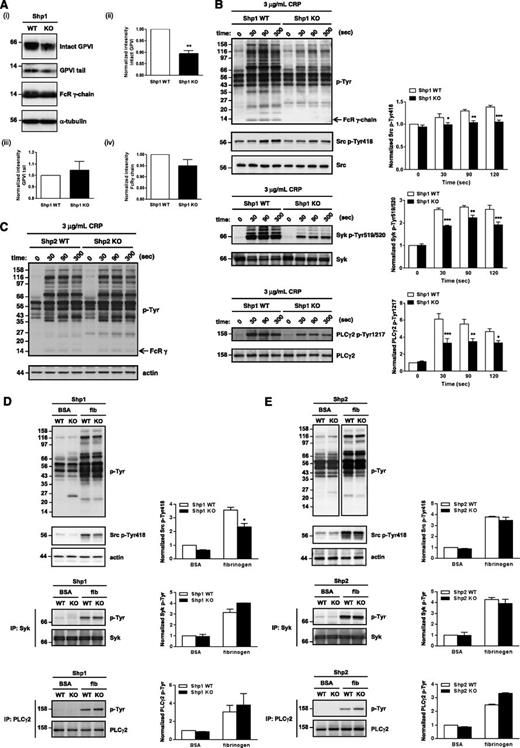 Figure 3. Aberrant tyrosine phosphorylation in Shp1- and Shp2-deficient platelets. (A) (i) Whole cell lysates (WCLs) from Shp1 KO and Shp1 WT were western blotted with anti-GPVI antibody that recognize both intact GPVI and the sheddase-generated C-terminal tail, with anti-FcRγ chain and α-tubulin antibodies. (i) Representative western blots from n = 3 independent experiments and (ii-iv) quantification of intact GPVI, GPVI tail, and FcRγ chain are shown. Data are mean ± SEM, **P < .01. (B) WCLs of resting and CRP-stimulated platelets from Shp1 KO and Shp1 WT mice were western blotted with anti-phosphotyrosine (p-Tyr), -Src p-Tyr418, -Syk p-Tyr519/520, and -PLCγ2p-Tyr1217 antibodies. Membranes were stripped and reblotted with anti-pan Syk, pan PLCγ2, and actin antibodies. Representative blots and densitometry quantification from n = 3-7 independent experiments/genotype (mean ± SEM; *P < .05, **P < .01, ***P < .001). (C) WCLs of resting and CRP-stimulated platelets from Shp2 KO and Shp2 WT mice were western blotted with anti-p-Tyr antibody, stripped, and reblotted with anti-actin antibody. Representative blots from n = 5 independent experiments. (D-E) WCLs of washed platelets from bovine serum albumin (BSA) nonadherent and fibrinogen (fib)-adhered (D) Shp1 KO, (E) Shp2 KO, and litter-matched WT mice in the presence of 10 μM indomethacin and 2 U/mL apyrase were western blotted with anti-p-Tyr and -Src p-Tyr418 antibodies. (E top panels) Equal amounts of total protein were resolved on the same membrane, but different exposure times are shown to highlight differentially phosphorylated proteins in BSA nonadherent and fib-adhered platelets. Syk and PLCγ2 were immunoprecipitated (IP) from WCLs and western blotted with anti-p-Tyr antibody. Membranes were reblotted with anti-pan Syk and -pan PLCγ2 antibodies. Representative blots and densitometry quantification of n = 3 independent experiments/genotype (mean ± SEM; *P < .05).