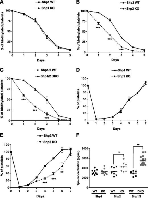 Figure 4. Impaired platelet clearance and platelet production. (A-C) Platelet half-life. The number of biotin+αIIbβ3+ platelets in the circulation of (A) Shp1 KO, (B) Shp2 KO, (C) Shp1/2 DKO, and Shp1 WT, Shp2 WT, and Shp1/2 WT mice were quantified daily pre-/postinjection of biotin-N-hydroxysuccinamide by flow cytometry (n = 4-8 mice/genotype per time point; mean ± SEM; ***P < .001). (D-E) Platelet recovery following immune-mediated thrombocytopenia. (D) Shp1 KO, (E) Shp2 KO, and litter-matched WT mice were given a single bolus injection of 2 μg/g anti-GPIbα antibody and platelet counts measured daily pre-/postinjection (n = 3-5 mice/genotype per time point; mean ± SEM; **P < .01, ***P < .001). (F) Serum Tpo concentrations (pg/mL) were measured for Shp1 KO (n = 9), Shp2 KO (n = 8), Shp1/2 DKO (n = 15), and litter-matched control mice (Shp1 WT, n = 9; Shp2 WT, n = 8; and Shp1/2 WT n = 6; *P < .05, **P < .01).