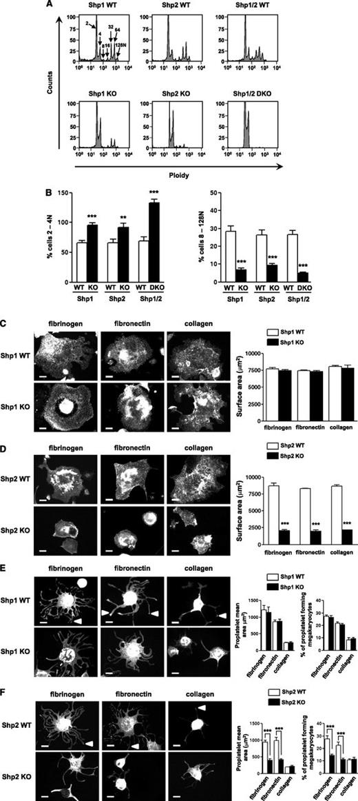 Figure 5. Impaired megakaryocyte development and proplatelet formation. (A) Mature bone marrow-derived megakaryocytes from Shp1 KO, Shp2 KO, Shp1/2 DKO, and litter-matched WT (Shp1 WT, Shp2 WT, and Shp1/2 WT) mice were stained with propidium iodide and ploidy of cells was quantified by flow cytometry. Representative profiles of n = 4-6 mice/genotype. (B) The percentage of 2-4N and 8-128N ploidy cells was quantified (n = 4-6 mice/genotype; mean ± SEM; **P < .01, ***P < .001). (C-F) Mature bone marrow-derived megakaryocytes from Shp1 KO, Shp2 KO, and corresponding litter-matched WT mice were platelet on fibrinogen-, fibronectin-, and collagen-coated surfaces. (C-D) Representative images of spread megakaryocytes (Alexa Fluor 488-phalloidin stained) and (E-F) megakaryocytes undergoing proplatelet formation (FITC-αIIb stained; n = 4-6 mice/genotype). (C-D) Megakaryocyte surface area, (E-F) proplatelet surface area, and percentage of megakaryocytes undergoing proplatelet formation (n = 4-6 mice/genotype; mean ± SEM; ***P < .001; bar represents 20 μm).