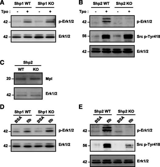 Figure 6. Impaired thrombopoietin and integrin signaling in Shp2-deficient megakaryocytes. Mature bone marrow-derived megakaryocytes from (A) Shp1 KO, (B) Shp2 KO, and litter-matched WT (Shp1 WT and Shp2 WT) mice were stimulated with 50 ng/mL thrombopoietin (Tpo) for 10 min at 37°C. Whole cell lysates (WCLs) were western blotted with anti-phospho-Erk1/2 (p-Erk1/2), -pan Erk1/2 (Erk1/2), and -Src p-Tyr418 antibodies. Representative blots from n = 3 independent experiments/genotype. (C) WCLs of Shp2-deficient megakaryocytes were western blotted with anti-Mpl receptor and -Erk1/2 antibodies (n = 3 independent experiments/genotype). WCLs prepared of bovine serum albumin (BSA) nonadherent and fibrinogen (fib)-adhered (D) Shp1 KO, (E) Shp2 KO, and litter-matched WT megakaryocytes were western blotted with anti-p-Erk1/2, -Erk1/2, and -Src p-Tyr418 antibodies. Representative blots from n = 3 independent experiments/genotype.
