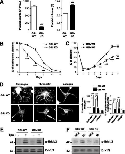 Figure 7. G6b conditional KO mice partially phenocopy Shp1/2 conditional DKO mice. (A) Platelet counts and volumes of G6b KO (n = 35) and G6b WT (n = 20) mice (mean ± SEM; ***P < .001). (B) Platelet half-life and (C) platelet recovery following immune-induced thrombocytopenia in G6b KO and WT mice (n = 3-5 mice/time point/genotype; mean ± SEM; **P < .01, ***P < .001). (D) Proplatelet formation of G6b KO megakaryocytes on fibrinogen-, fibronectin-, and collagen-coated surfaces. Representative images and quantification of megakaryocyte surface area, proplatelet mean area, and percentage of megakaryocytes forming proplatelets are shown (n = 4-6 mice/genotype/condition; mean ± SEM; **P < .01, ***P < .001; scale bar: 20 μm). (E-F) Thrombopoietin (Tpo)- and integrin-mediated Erk1/2 phosphorylation in G6b KO and WT megakaryocytes. Whole cell lysates of (E) Tpo-stimulated (50 ng/mL Tpo, 10 min) and (F) bovine serum albumin (BSA) nonadherent and fibrinogen (fib)-adhered megakaryocytes were western blotted with anti-phospho-Erk1/2 (p-Erk1/2) and -pan Erk1/2 (Erk1/2) antibodies. Representative blots from n = 3 independent experiments/genotype per condition.